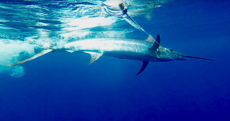 Cape Verde - Blue Marlin fishing - bluewaterfishing.eu 