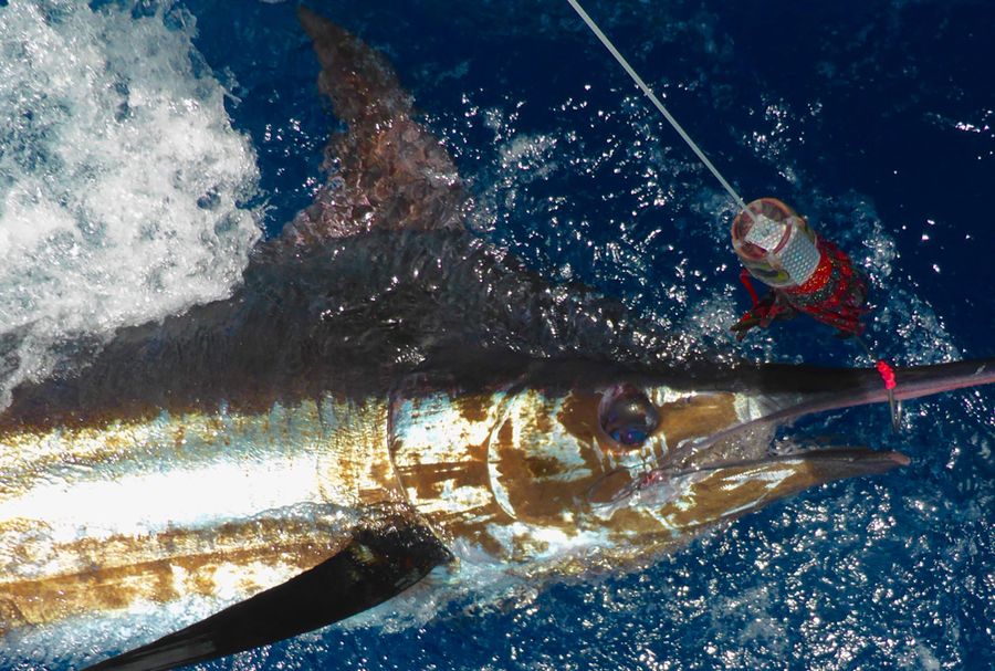 Cape Verde - Blue Marlin fishing - bluewaterfishing.eu 