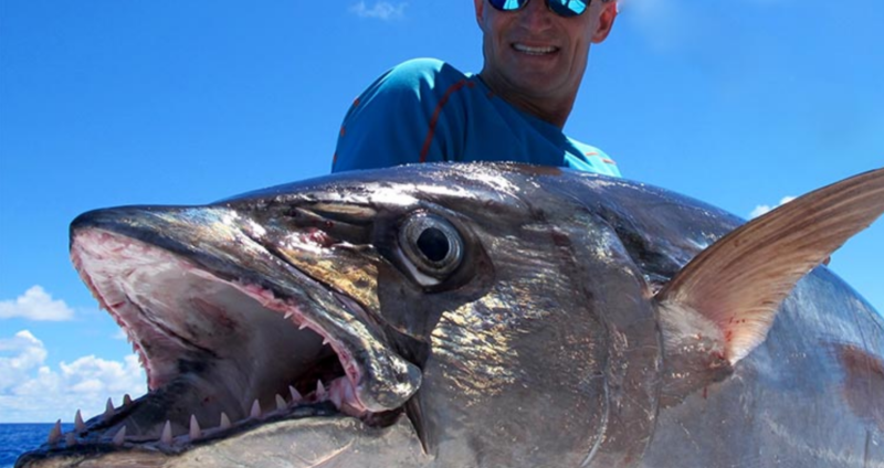 THUNFISCHE WIKIPEDIA visual data 8