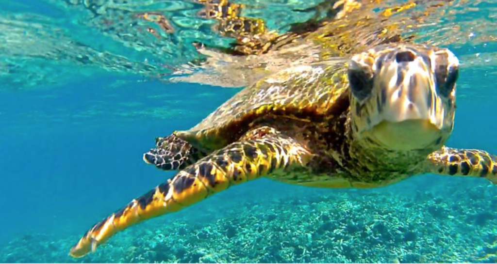 Seychellen 13 Bluewaterfishing Eu