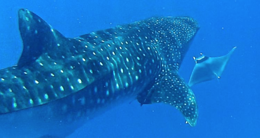 Seychellen 13 Bluewaterfishing Eu